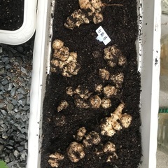 白菊芋　種芋