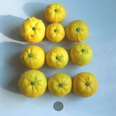 【ご成約済】庭で採れた無農薬柚子 10個