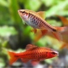 【残り10匹】熱帯魚 チェリーバルブ稚魚