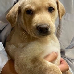 大きめの中型犬子犬🐾