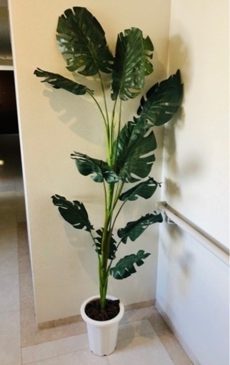 値下げしました ニトリ 光触媒の空気を浄化する観葉植物 はるなつ 北２４条のインテリア雑貨 小物 置物 オブジェ の中古あげます 譲ります ジモティーで不用品の処分