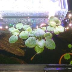 サウザーメダカ アマゾンフロッグビット 水草 サウザー様 肥前鹿島の家具の中古あげます 譲ります ジモティーで不用品の処分