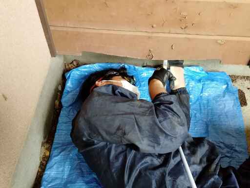 大手駆除業者に勤めてました 安くネズミ駆除します 駆除コッコ 座間の害虫 害獣駆除の無料広告 無料掲載の掲示板 ジモティー