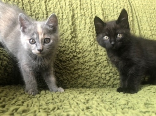 生後2ヶ月子猫里親募集 ながの 長野の猫の里親募集 ジモティー
