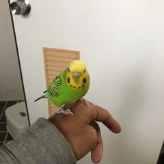 【探してます】セキセイインコが迷子になってしまいました。 - 中頭郡