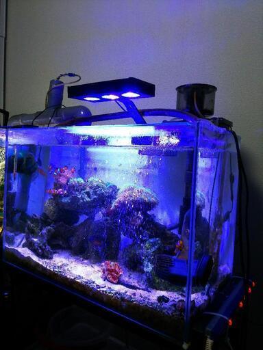 【取引中】海水水槽2台+生体セット ※12月25日までの引渡し(引越の為、投げ売りします)