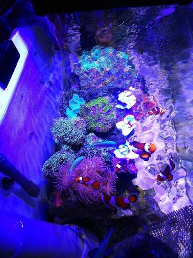 【取引中】海水水槽2台+生体セット ※12月25日までの引渡し(引越の為、投げ売りします) 取引中】海水水槽2台+生体セット ※12月25日までの引渡し(引越の為