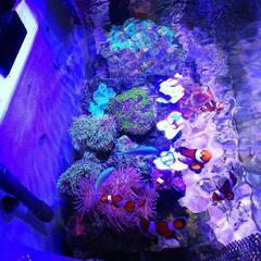 【取引中】海水水槽2台+生体セット ※12月25日までの引渡し(引越の為、投げ売りします) 取引中】海水水槽2台+生体セット ※12月25日までの