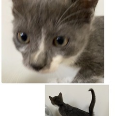【里親決定】元気な子猫兄妹(^^)3ヶ月の画像