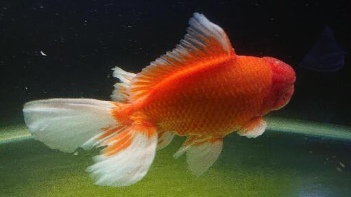 金魚 年末セール開始 ジャンボオランダ獅子頭 雄