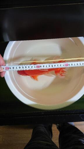 金魚 年末セール開始 ジャンボオランダ獅子頭 雄