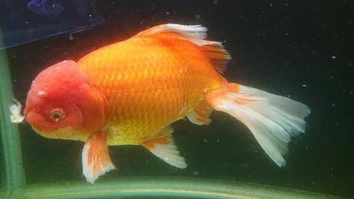その他 金魚 年末セール開始 ジャンボオランダ獅子頭 雄