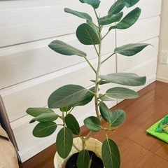 アルテシーマ　観葉植物