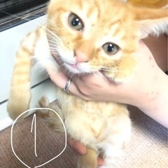 子猫 茶トラ 3びき 推定生後2～3ヶ月