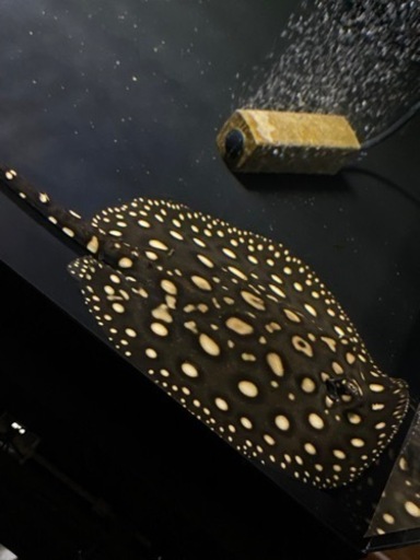 熱帯魚、ダイヤモンドポルカ♀