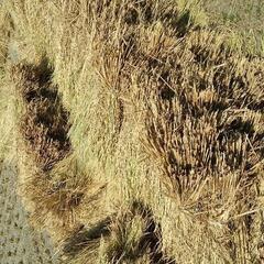 🚕🚕配達します🚕🚕🌾稲わら🌾わら🌾籾殻🌾藁家庭菜園🌾しめ縄…