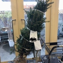 【ネット決済】もみの木　1.5m 生木　クリスマスツリー　12月...