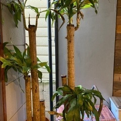 観葉植物　幸福の木　マッサンゲアナ　大型
