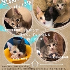 里親様決定 ありがとうございました🙇‍♀️ 生後2ヶ月★仔猫3兄...