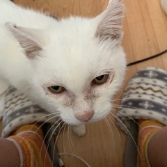 🌸🍓甘えん坊すぎる白猫さん🍓🌸 − 大分県