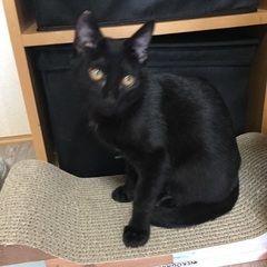 5ヶ月黒猫男の子