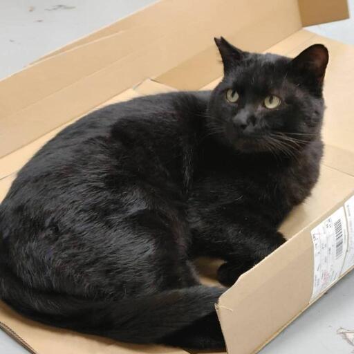 募集を中止します 飼い猫 家猫 になりたい黒猫くろちゃん推定２歳男の子 ピー 久地の猫の里親募集 ジモティー