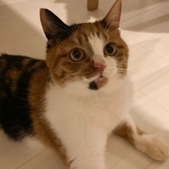 里親様決定　丸顔のかわいい三毛猫♀　6ヶ月 − 神奈川県