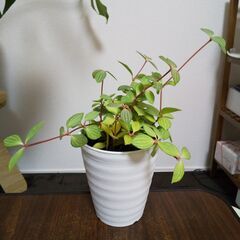 【ネット決済】[SALE] (12/17まで) 観葉植物　早い者...