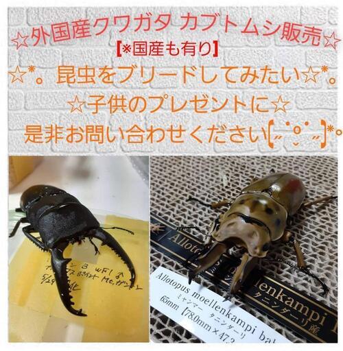 ☆外国産クワガタ 安い カブトムシ販売☆(国産も有り)