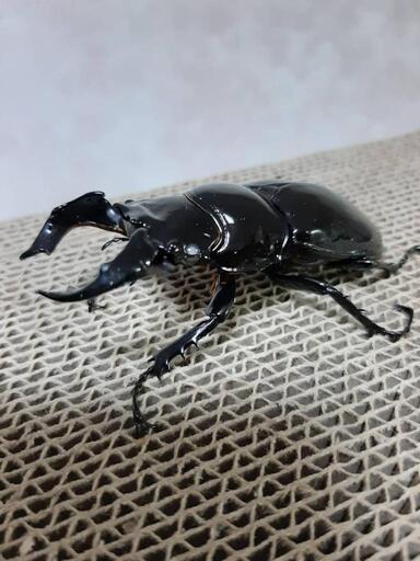 ☆外国産クワガタ カブトムシ販売☆(国産も有り)