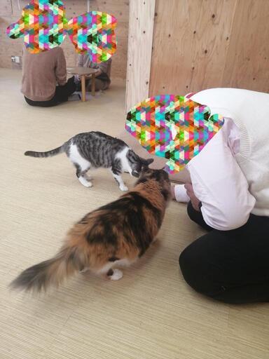 業界初 マジックレッスン婚活in津市猫カフェ 第1部 対象年齢男女共に35 45歳 7月24日 日 10時 12時 笑う婚活 竹野友理 近鉄 四日市の地域 お祭りのイベント参加者募集 無料掲載の掲示板 ジモティー