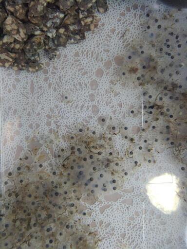 ウーパールーパーの卵 おうち時間 癒し 子供の学習用に じゅん 矢部の家電の中古あげます 譲ります ジモティーで不用品の処分 ウーパールーパーの卵 おうち時間 癒し 子供の学習用に じゅん 矢部の家電の中古あげます 譲ります ジモティーで不用品の処分