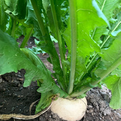 採れたてをご用意致します！旬の秋冬野菜🥬（4）