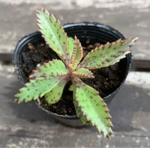 多肉植物 カランコエ 不死鳥 植物苗 みんみん 三ツ境の生活雑貨の中古あげます 譲ります ジモティーで不用品の処分