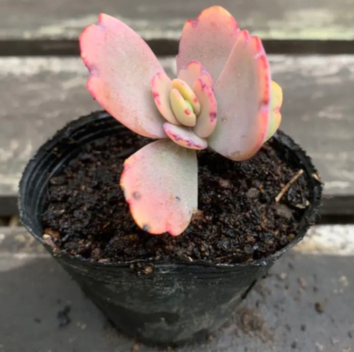 多肉植物 胡蝶の舞 カランコエ 植物苗 根付き みんみん 三ツ境の生活雑貨の中古あげます 譲ります ジモティーで不用品の処分