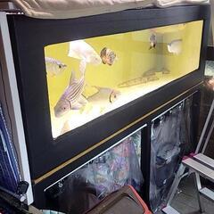 大型魚　売ります。