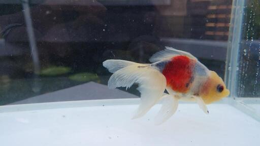 完売 金魚販売関東東錦00円 Izakingyo 南宮崎のその他の中古あげます 譲ります ジモティーで不用品の処分 完売 金魚販売関東東錦00円 Izakingyo 南宮崎のその他の中古あげます 譲ります ジモティーで不用品の処分