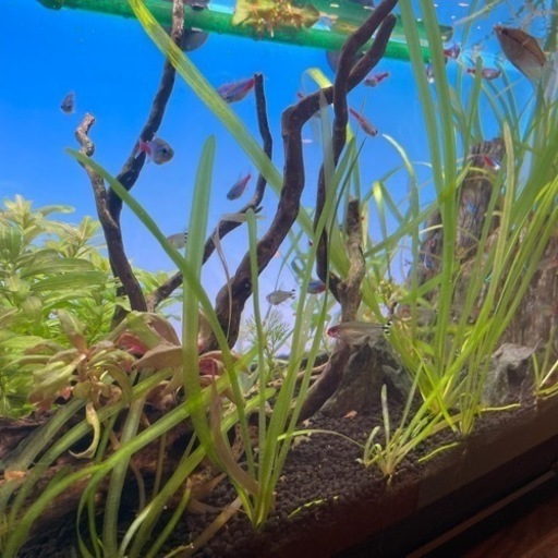 引き取ってください アクアリウム 熱帯魚 エーハイム濾過器セット あ 福岡の手伝って 助けての助け合い ジモティー