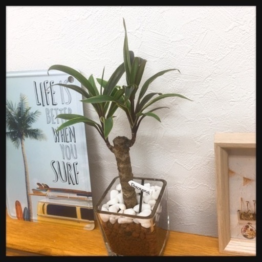 観葉植物 コルジリネ シルバーストライプ ドラセナ ハイドロカルチャーo1 Kal 那覇のその他の中古あげます 譲ります ジモティーで不用品の処分 観葉植物 コルジリネ シルバーストライプ ドラセナ ハイドロカルチャーo1 Kal 那覇のその他の中古あげます 譲ります ジモティーで不用品の処分