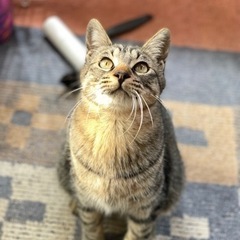 素敵なご家族に迎えて頂きました✨脱力全力甘え猫トラくん