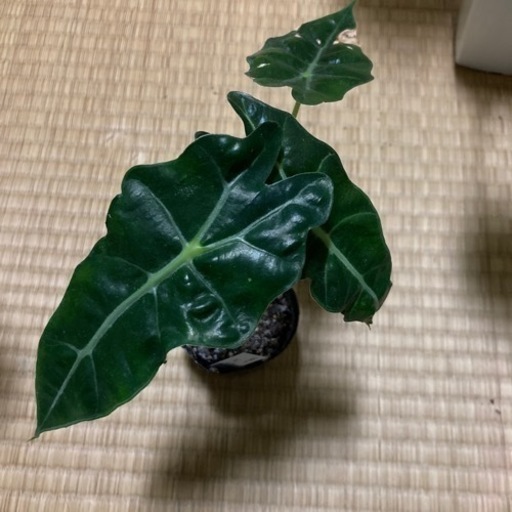 観葉植物 アロカシアポリー１ もも 大善寺の生活雑貨の中古あげます 譲ります ジモティーで不用品の処分