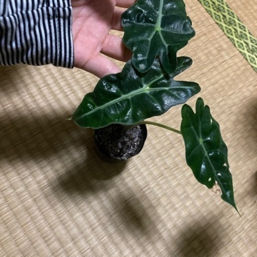 観葉植物 アロカシアポリー１ もも 大善寺の生活雑貨の中古あげます 譲ります ジモティーで不用品の処分
