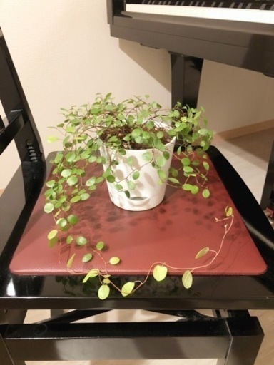 観葉植物　ワイヤープランツ③　4号鉢と受け皿付き