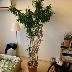 【ネット決済】ドラセナ　幸福の木　190cm 観葉植物