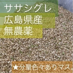 無農薬玄米ササシグレ【12合】