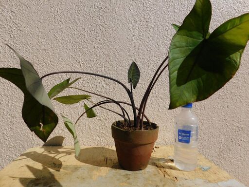 サツマイモと里芋 ひかり てだこ浦西のその他の中古あげます 譲ります ジモティーで不用品の処分 サツマイモと里芋 ひかり てだこ浦西のその他の中古あげます 譲ります ジモティーで不用品の処分