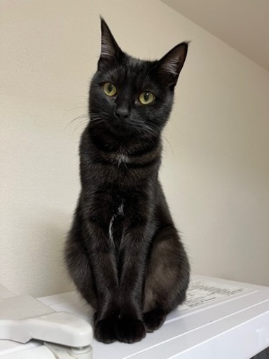 珍しい黒トラちゃん 里親募集 ひん 蔵本の猫の里親募集 ジモティー