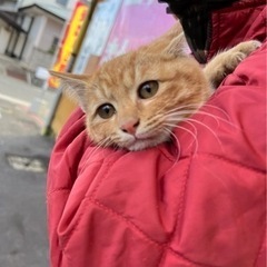 里親探しています「無事里親見つかりました」 − 熊本県