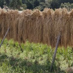 農家直送 県産 みえのゆめ 　30㌔玄米　はさがけ