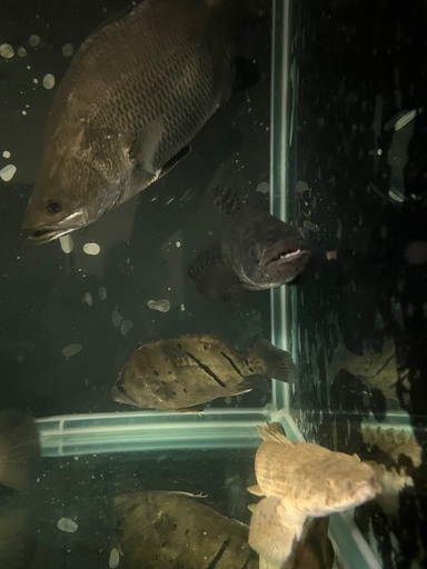 ブラックタライロン25センチ±